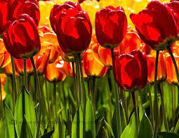 Turkey S National Flower The Tulip Is A Perennial Bulbous Plant With Showy Flo Weddingflowers Weddinggreene In 2020 Bulbous Plants Showy Flowers Foliage Plants