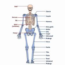 Appendicular Skeleton Worksheet Answers Best Of Notes On Appendicular Skeleton In 2020 Basic Anatomy And Physiology Human Skeleton Anatomy Human Body Anatomy