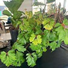 Image result for Rhoicissus rhomboidea