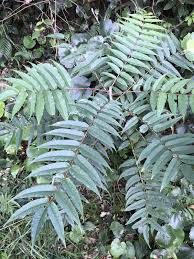 Image result for Zanthoxylum lindense
