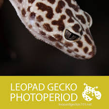 Leopard Gecko Photoperiod In 2020 Leopard Gecko Gecko Leopard