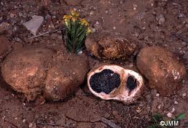 Image result for Scleroderma polyrhizon