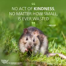 Be Cruelty Free Campaign Animal Quotes Animals Dog Quotes