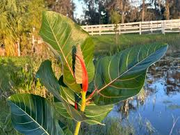 Image result for Ficus trichopoda