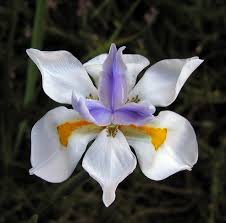 Image result for Dietes flavida