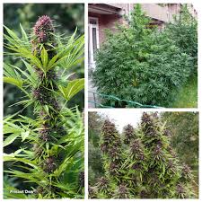 Daher wurden diese sorten so konzipiert, dass sie früh in. Top 10 Cannabis Sorten Fur Draussen Dutch Passion