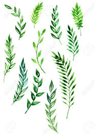 The best selection of royalty free leaf drawing vector art, graphics and stock illustrations. Set Of Abstract Branches With Green Leaves Drawing By Watercolor Stock Photo Picture And Royalty Free Image Image 43392990