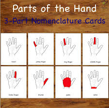 Pin On Nomenclature Cards
