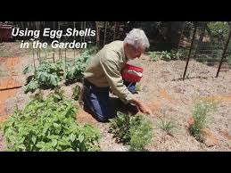 Use gurney's® zone finder to learn what plants work best in your area Using Egg Shells In The Vegetable Garden Youtube