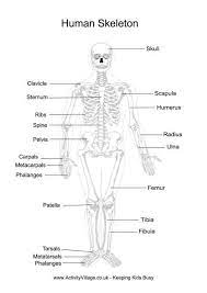 Free Human Anatomy Printables Human Body Printables Human Skeleton Anatomy Human Body Worksheets