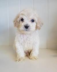 Cockapoo, illinois » thornton township. Cockapoo Puppy For Sale Adoption Rescue For Sale In Franklin Tennessee Classified Americanlisted Com