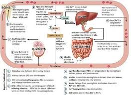Image Result For Erythropoiesis Erythropoietin Bilirubin Cycle Body Disorders Physiology Anatomy And Physiology