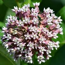 Image result for Asclepias schumanniana