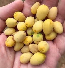 Image result for Berchemia discolor