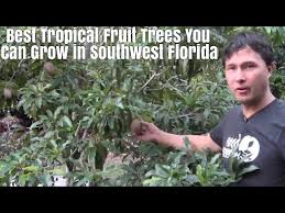 Maybe you would like to learn more about one of these? Best Tropical Fruits Trees You Can Grow In Southwest Florida Youtube