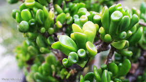 Crassula ovata (jade plant) is a popular succulent shrub or small tree with shiny green leaves often edged with red. Growing Crassula Ovata Et Fingers Melinda Myers