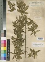 Image result for Hugonia orientalis