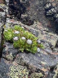 Image result for Senecio lewallei