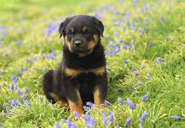 We welcome you to visit us to see our available rottweiler puppies for sale in. Rottweiler Puppies For Sale Akc Puppyfinder
