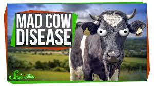 What Happened To Mad Cow Disease Youtube