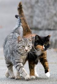 How Should You React If Someone Insults Your Cat Guzel Kediler Sevimli Kediler Kedi