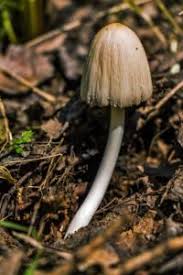 Just let them grow then till them in or pick and throw in your compost. Help There Are Mushrooms In My Mulch