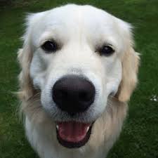 Golden Retriever Rescue In New Jersey Adopt A Golden Near You Golden Hearts