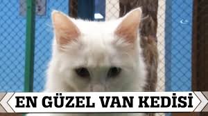 En Guzel Van Kedisi O Youtube