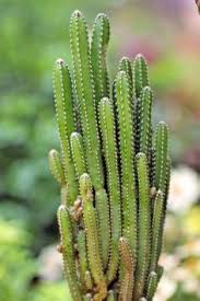 Check spelling or type a new query. Home Living Euphorbia Ingens Var Chocolate Drop Large Plant Succulent No Cactus Aloe Plants
