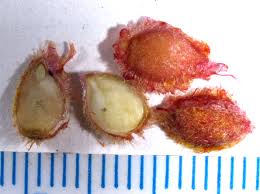 Image result for Dovyalis sp. A