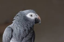 We have over 50,000 free transparent png images available to download today. Timneh African Grey Parrot Health Personality Colors And Sounds Petguide