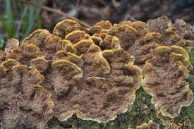 Image result for Phellinus gilvus