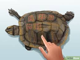 How To Tell A Turtles Age By Rings And Size Wikihow