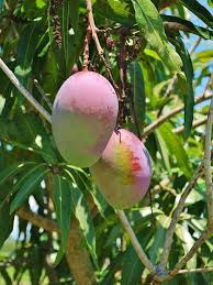 Why isn't there any fruit on mango tree?