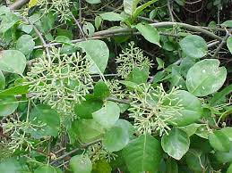 Image result for Pisonia aculeata