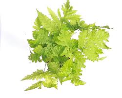 Image result for Tectaria gemmifera