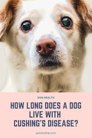 Sue is most passionate about raising cancer awareness & has developed see something, do aspirate.® to promote early cancer detection and diagnosis. Cushing Disease Or Hyperadrenocorticism Is A Disease Where The Body Produces Too Much Cortisol A Hormone The Cushings Disease Dogs Cushing Disease Cushings