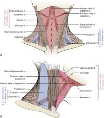 Human muscle system, the muscles of the human body that work the skeletal system, that are under voluntary control, and that are concerned with movement the posterior scalene muscles, located on the lower sides of the neck, ipsilaterally bend the neck to the side and elevate the second rib. 5 The Neck Pocket Dentistry