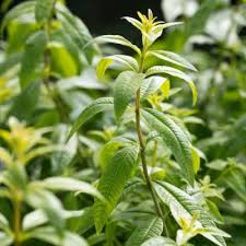 Affordable and search from millions of royalty free images, photos and vectors. Images Of Lemon Verbena Alousia Trifolia Growing Lemon Verbena Plants General Planting Growing Tips Growing Lemon Verbena Includes A Detailed Plant Profile For This Perennial Herb Cold Hardiness And Tips
