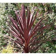 Red Star Cordyline 12cm Perennial Flowering Plants Plants Planting Flowers