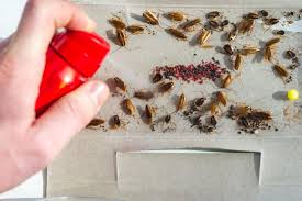 Maybe you would like to learn more about one of these? Diy Pest Control In Orlando Protex Lawn And Pest Control