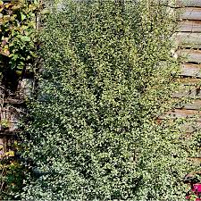 Image result for Pittosporum tenuifolium