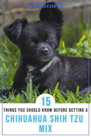 Chihuahua shih tzu mix puppies for sale chihuahuas have a tendency to be sassy little dogs, and they may be very demanding in regard to their needs for attention. 15 Things You Should Know Before Getting A Chihuahua Shih Tzu Mix Your Dog Advisor