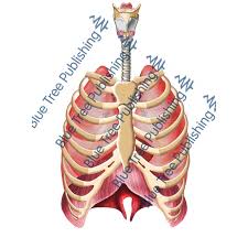The lungs lie either side of the mediastinum, within the thoracic cavity. Respiration Lungs Rib Front Download Image