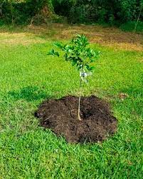 Check spelling or type a new query. Citrus And Lemon Tree Planting How To The Artsyfartzy Experience