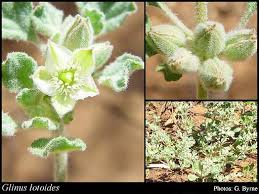 Image result for Glinus lotoides