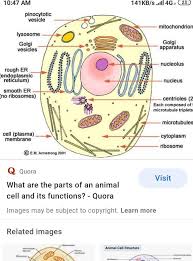 Smooth endoplasmic reticulum, mitochondria, golgi bodies, lysosomes. Draw An Outline Diagram Of An Animal Cell Label The Different Part Brainly In