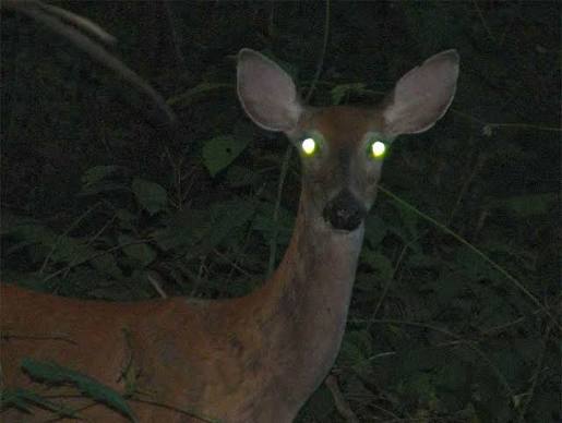What makes some eyes shine at night? | NCPR News