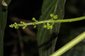 Image result for Brucea antidysenterica