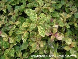 Image result for Cyathula